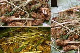 Dân nhậu lùng sục kiếm nhộng ve sầu để “khóa tuổi thanh xuân”