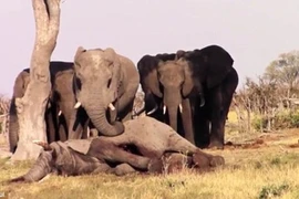 Cả đàn voi khóc thương quây quanh xác bạn không rời một bước