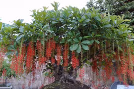 Trồng cây này gia chủ sẽ tiền vào như nước rước lộc đầy nhà 