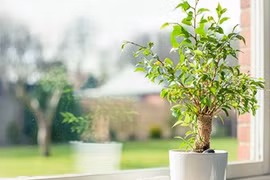 Có vật này trong nhà, tiền tiêu ba đời không hết 