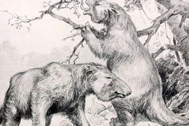 Bí ẩn sinh vật cổ đại trong đường hầm mới phát hiện