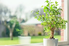 Có vật này trong nhà, tiền tiêu ba đời không hết 