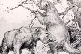 Bí ẩn sinh vật cổ đại trong đường hầm mới phát hiện