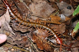 Phát hoảng công thức của chất kịch độc mạnh nhất hành tinh 