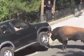 Du khách hoảng loạn vì bò tót điên cuồng tấn công xe ôtô 