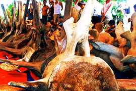 Phục chế hai bộ xương cá voi khổng lồ ở đảo Lý Sơn