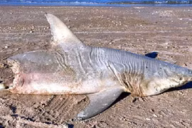 Thủ phạm nào khiến “hung thần đại dương” bị cắn đứt làm đôi?