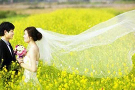 Chết mê với vườn hoa cải ven sông Tào ở xứ Thanh