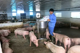 Khủng hoảng giá lợn: Lợi nhuận của các “ông lớn” ra sao?