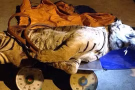 Nghe kể chuyện đối mặt "bà trùm" buôn hổ ngoài biên ải