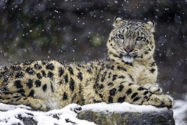 Động vật quý hiếm nhất thế giới đang sinh sống ở đâu?