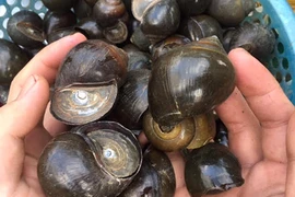 Lão nông kiếm 600 triệu đồng mỗi năm chỉ với ốc bươu