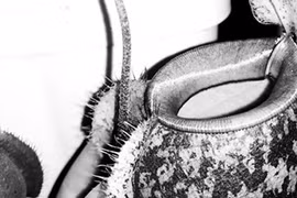 Dân Hà Nội lùng sục mua cây “ăn thịt” để lấy may