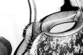 Dân Hà Nội lùng sục mua cây “ăn thịt” để lấy may