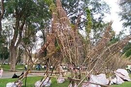 Hàng trăm cây anh đào nghiêng ngả tại công viên Thống Nhất 