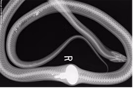 Rắn suýt bỏ mạng vì tưởng tay nắm cửa là quả trứng