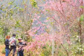 Không chỉ nữ PGĐ Sở "cầm hoa", phượt thủ cũng bẻ hoa ở Đà Lạt