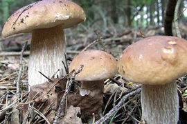 Vào rừng thông Đà Lạt mùa nấm bỗng... “trúng số“