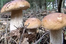 Vào rừng thông Đà Lạt mùa nấm bỗng... “trúng số“