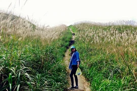 Ảnh: Đồi cỏ lau trắng lãng mạn trên “sống lưng khủng long“