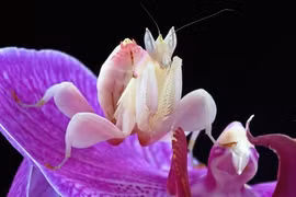 Điểm mặt 9 loài côn trùng kỳ lạ nhất hành tinh