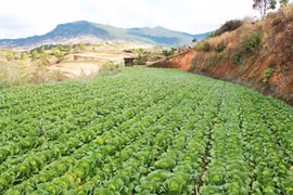 Đà Lạt rau "rẻ thối", Hà Nội ăn rau Tàu: Chờ Bộ trưởng ra tay