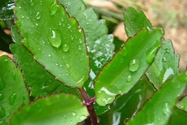 Cây sống đời: Dược liệu tuyệt vời trị "bách bệnh"