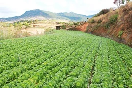 Đà Lạt rau "rẻ thối", Hà Nội ăn rau Tàu: Chờ Bộ trưởng ra tay