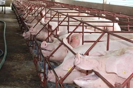 Đồng Nai chia sẻ cách giải cứu thịt heo