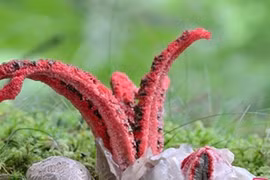 Nếu thấy thứ kỳ dị này ở vườn, hãy chạy xa nhất có thể