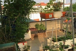 Đã mắt sân thượng 100m2 trồng rau, nuôi gà, thả cá, nhốt thỏ