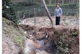 Dân kêu cứu vì cống thoát nước gây thiệt hại vườn cà phê
