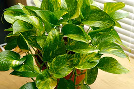 Năm 2017, hãy trồng ngay cây này để rước tài đón lộc