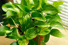 Năm 2017, hãy trồng ngay cây này để rước tài đón lộc