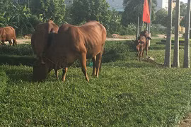 Thả bò “cắt cỏ” trên cung đường đẹp nhất tại Vĩnh Phúc?