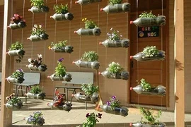 Bí quyết độc trồng cây từ vỏ chai nhựa