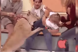 Bé gái bị sư tử vồ ngay trên sóng truyền hình gây sốc