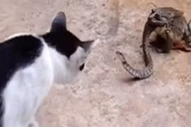Rắn bị cóc ngậm chặt trong miệng vẫn cố chiến đấu với mèo