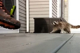 Thót tim cảnh gấu mèo cùng đường lao vào tấn công người