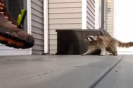 Thót tim cảnh gấu mèo cùng đường lao vào tấn công người