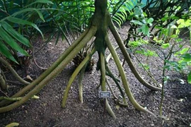 Thực hư cây cọ di chuyển như thần trong rừng rậm nhiệt đới