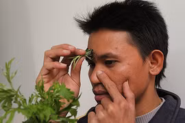 Mẹo hơ ngải cứu “đánh bay” nghẹt mũi 