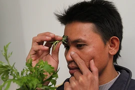 Mẹo hơ ngải cứu “đánh bay” nghẹt mũi 