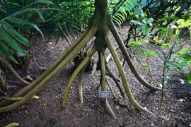 Thực hư cây cọ di chuyển như thần trong rừng rậm nhiệt đới