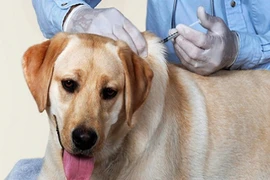 TP HCM: Lần đầu tiên sau 10 năm có người chết vì chó dại