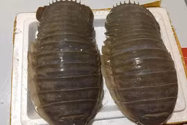 Sốt xình xịch bọ biển khổng lồ khắp Hà Thành