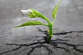 Những bức ảnh giúp bạn không bao giờ cảm thấy tuyệt vọng