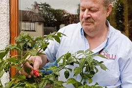 Cận cảnh giống ớt đạt kỷ lục về độ cay