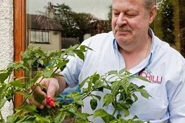 Cận cảnh giống ớt đạt kỷ lục về độ cay