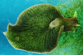 Sên biển có nọc độc ẩn mình, xơi trọn cá trong nháy mắt